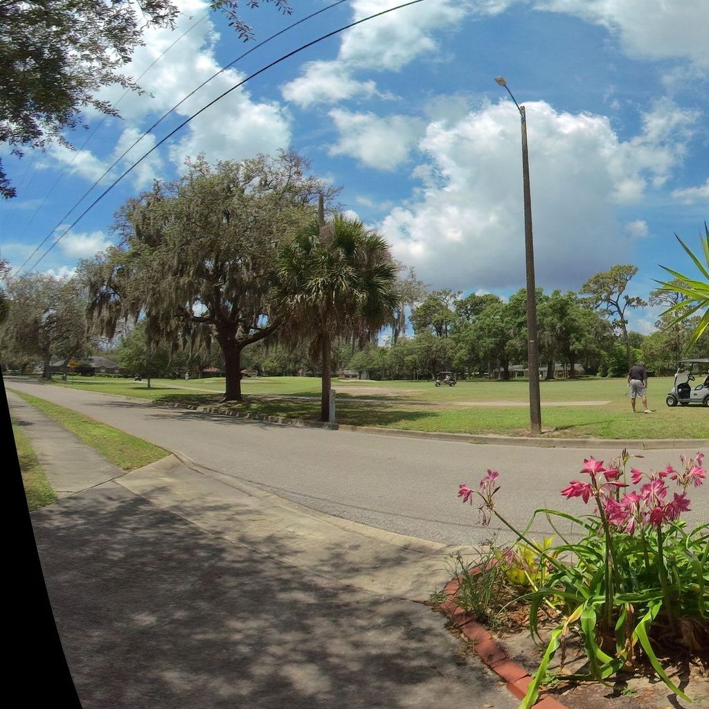 Belladonna Lilies, Temple Terrace FL