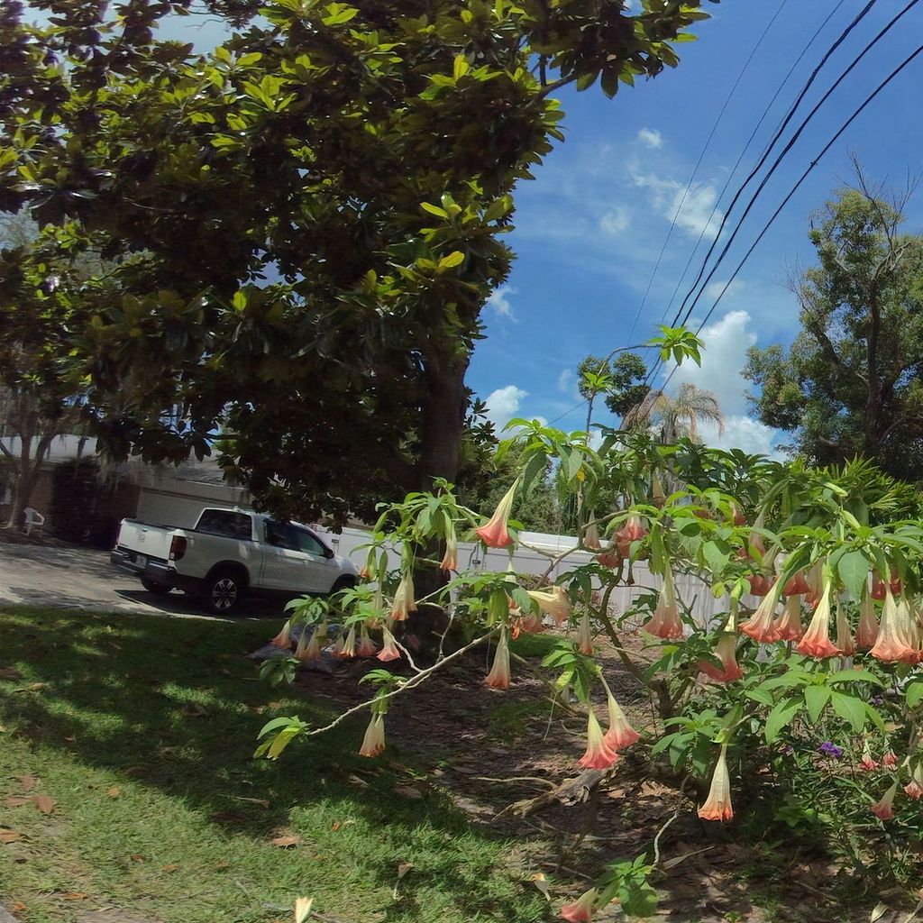 Datura Temple Terrace FL