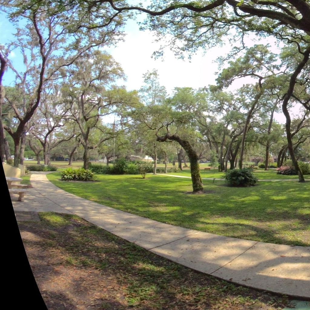 Oak Trees, Temple Terrrace FL