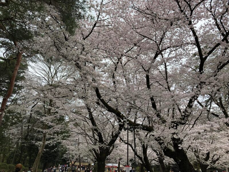 1人花見♪のアイキャッチ画像