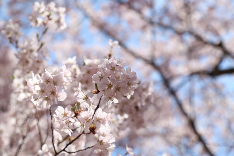 桜のお裾分けです！のアイキャッチ画像