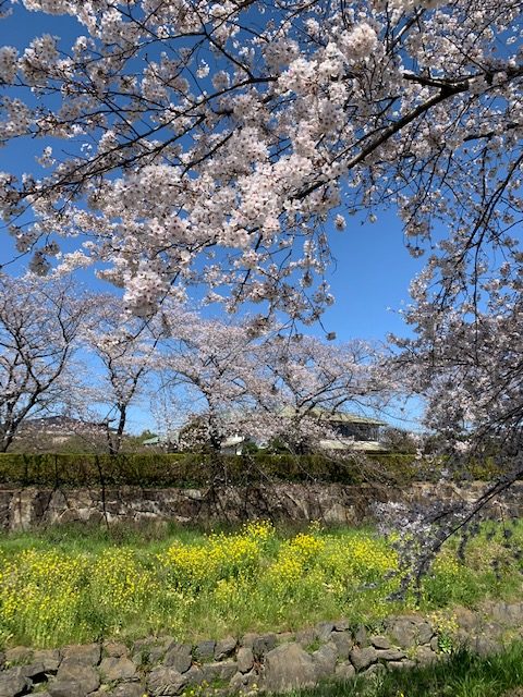 桜並木のアイキャッチ画像