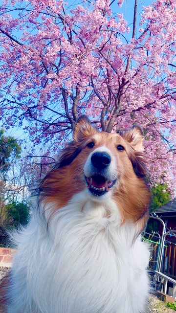 庭の桜と愛犬のアイキャッチ画像