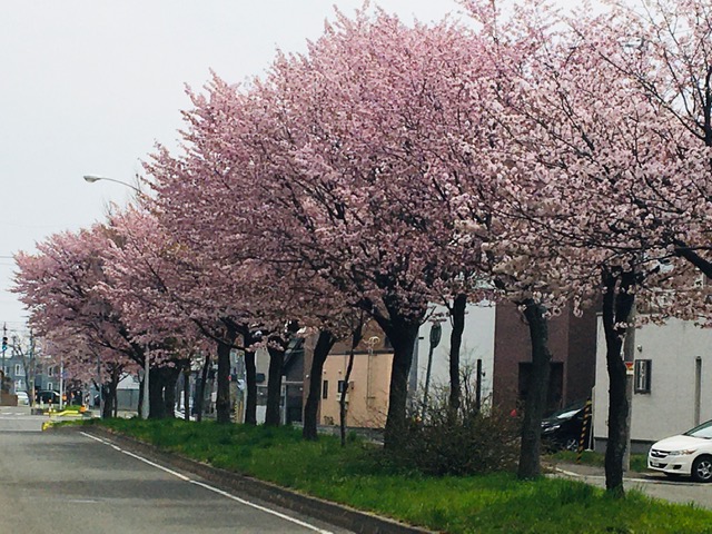 お花見?のアイキャッチ画像