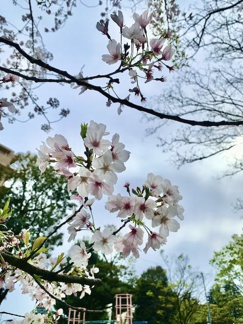 桜SAKURASADAのアイキャッチ画像