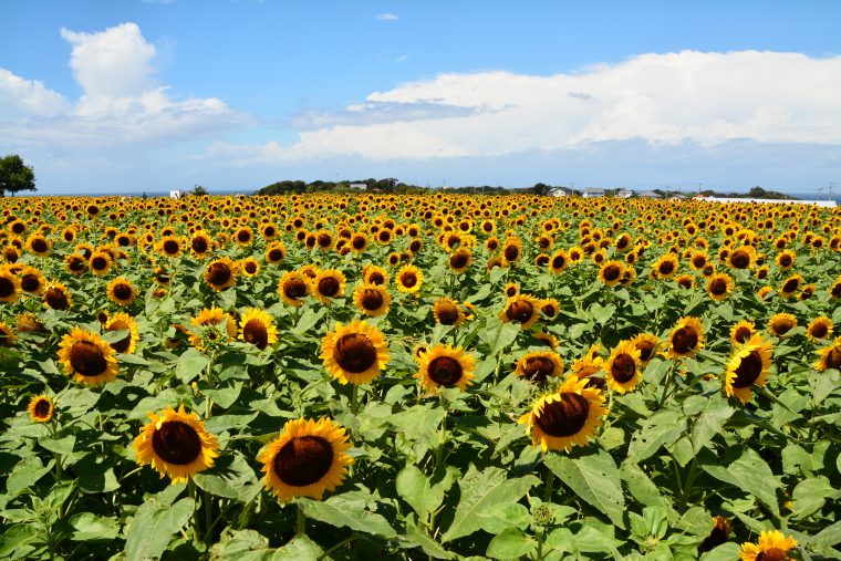 広大な大地に咲く「ひまわり」にのアイキャッチ画像