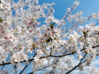 やっと満開の桜を拝めました！の画像