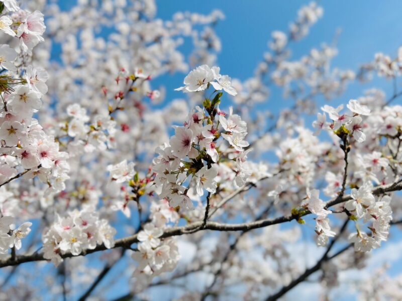 やっと満開の桜を拝めました！のアイキャッチ画像