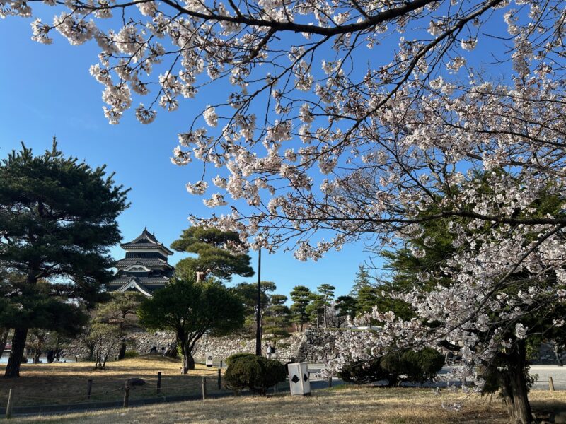 松本市桜開花状況🌸のアイキャッチ画像