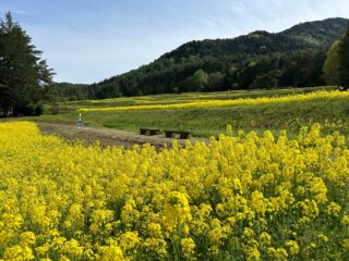 春の棚田を彩る菜の花畑に行ってきました！の画像