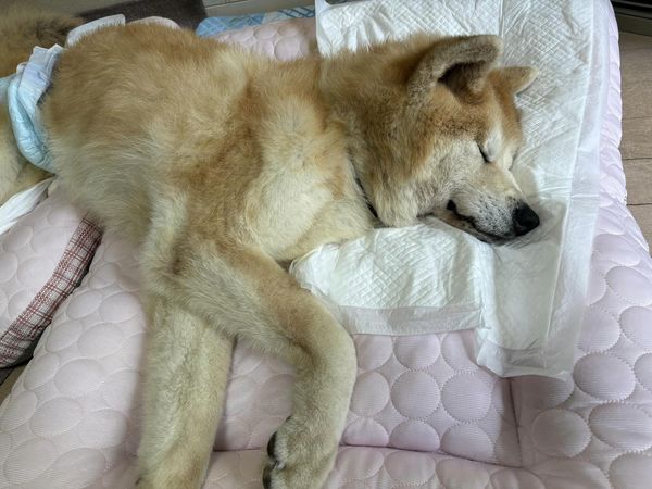 我が家の愛犬、秋田犬のさっちゃんが逝きました。のアイキャッチ画像