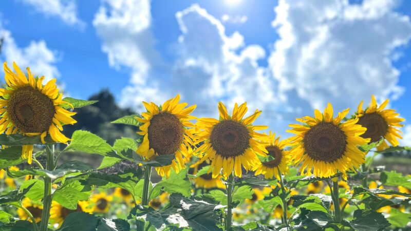 本日は七夕ですね🎋皆さんの願いごとは何ですか？😊😊😊のアイキャッチ画像