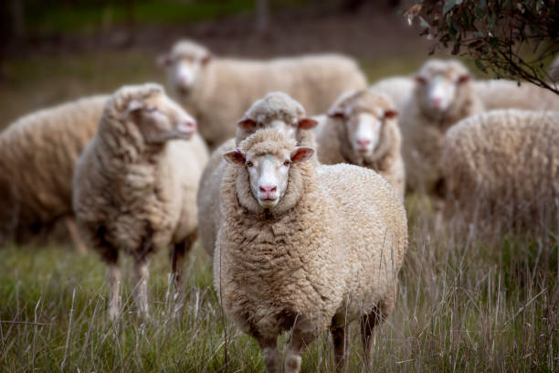 夏にウールってどうなの?🐏のアイキャッチ画像
