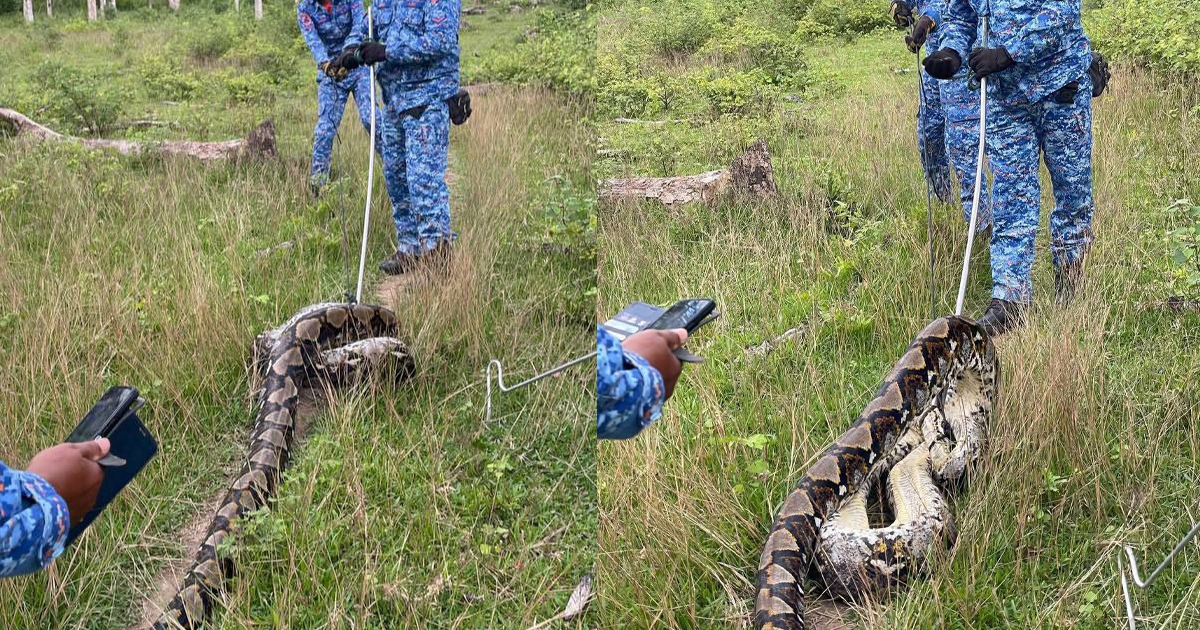 90kg python caught stalking goats in Baling | New Straits Times