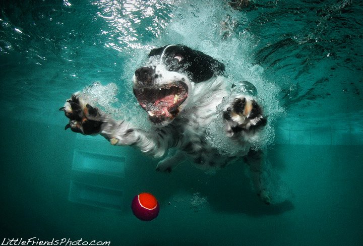 dog jumping into water