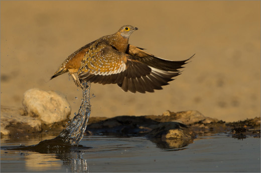 Water lift off