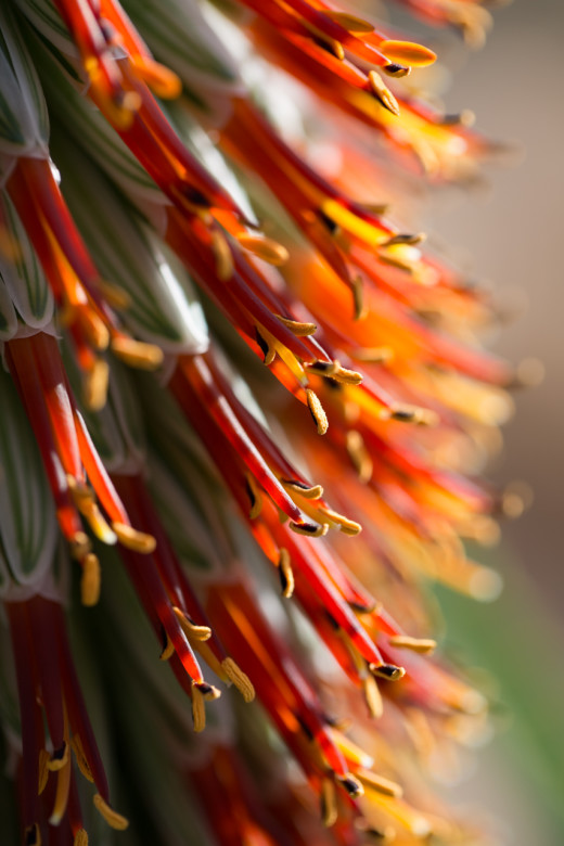 macro-kirstenbosch-03