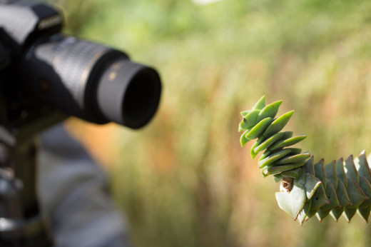 macro-kirstenbosch-05