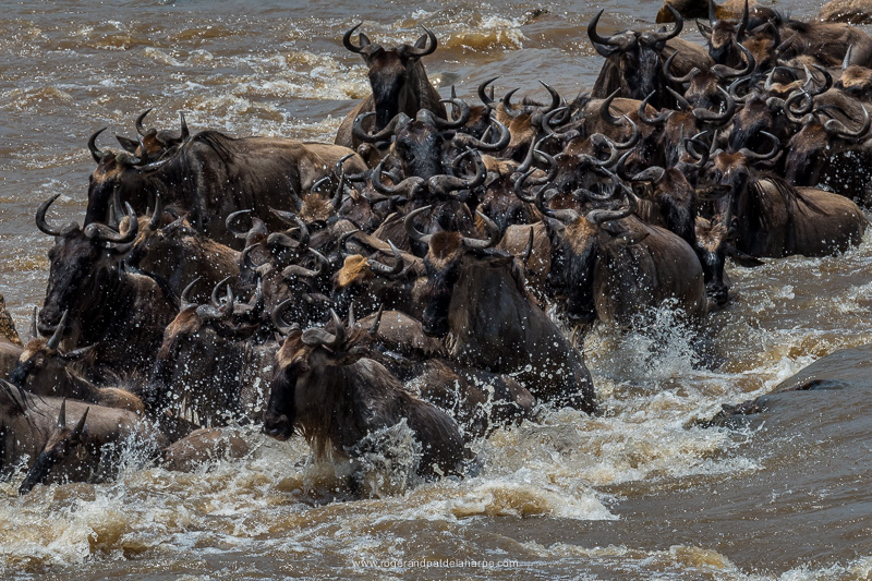 Serengeti National Park. Tanzania