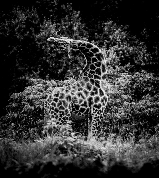 High Contrast Black And White Wildlife Photography By Laurent