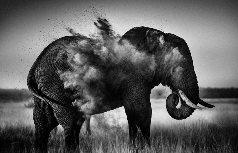 Laurent Baheux High Contrast Wildlife Photography on Orms Connect Photography Blog South Africa