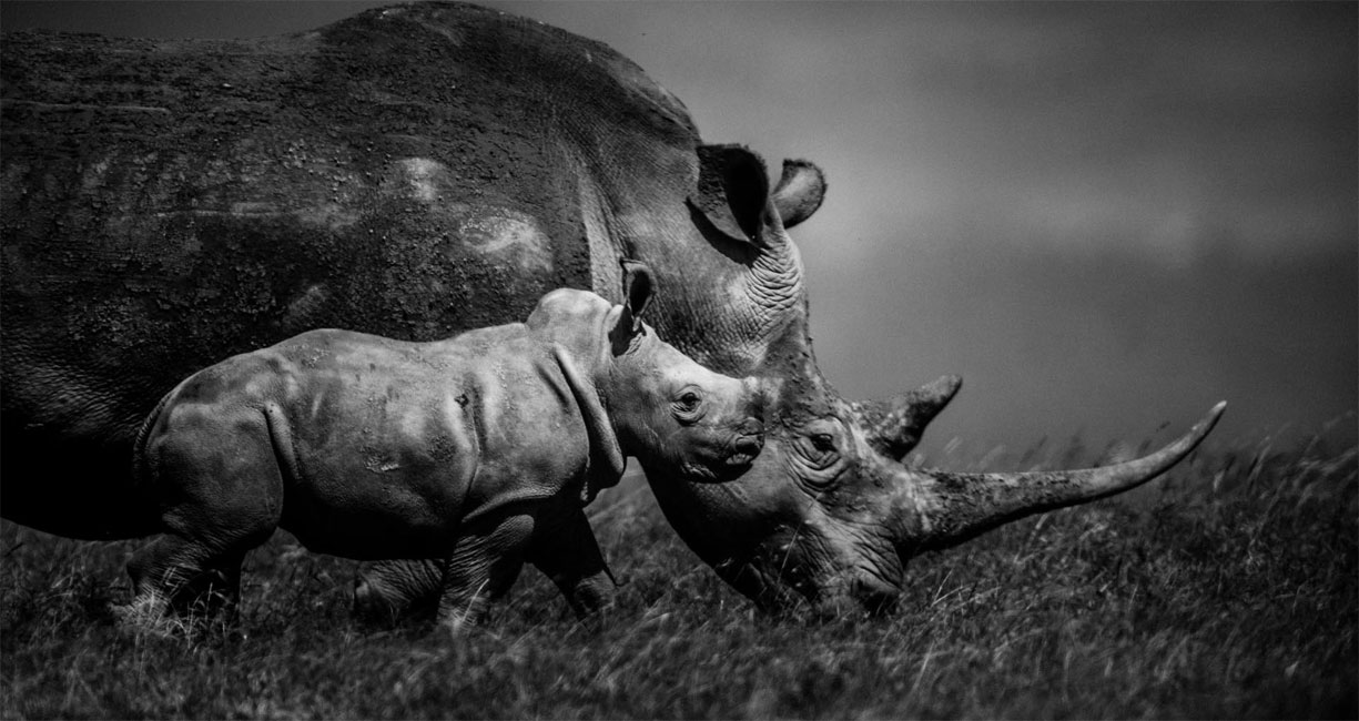 Laurent Baheux High Contrast Wildlife Photography on Orms Connect Photography Blog South Africa