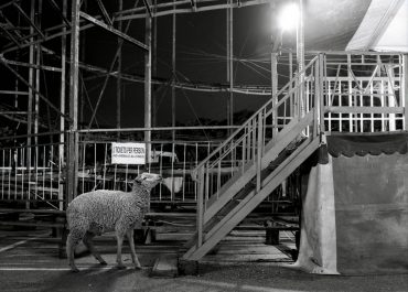 Incurious is a black and white, fun, animal portrait series of a sheep | images by Justin Dingwall, featured on Orms Connect Photography Blog South Africa