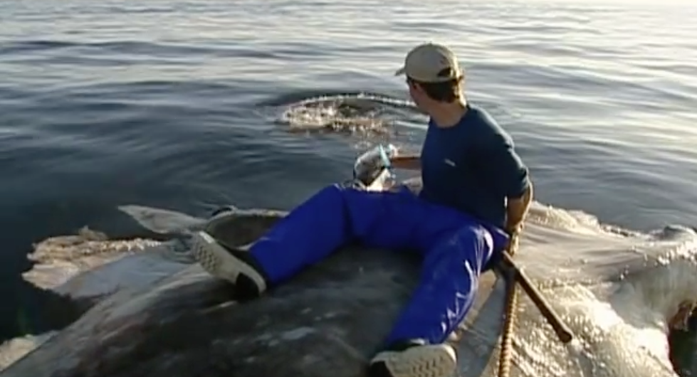 Man sitting on whale carcass with shark feeding frenzy on Orms connect photographic blog.