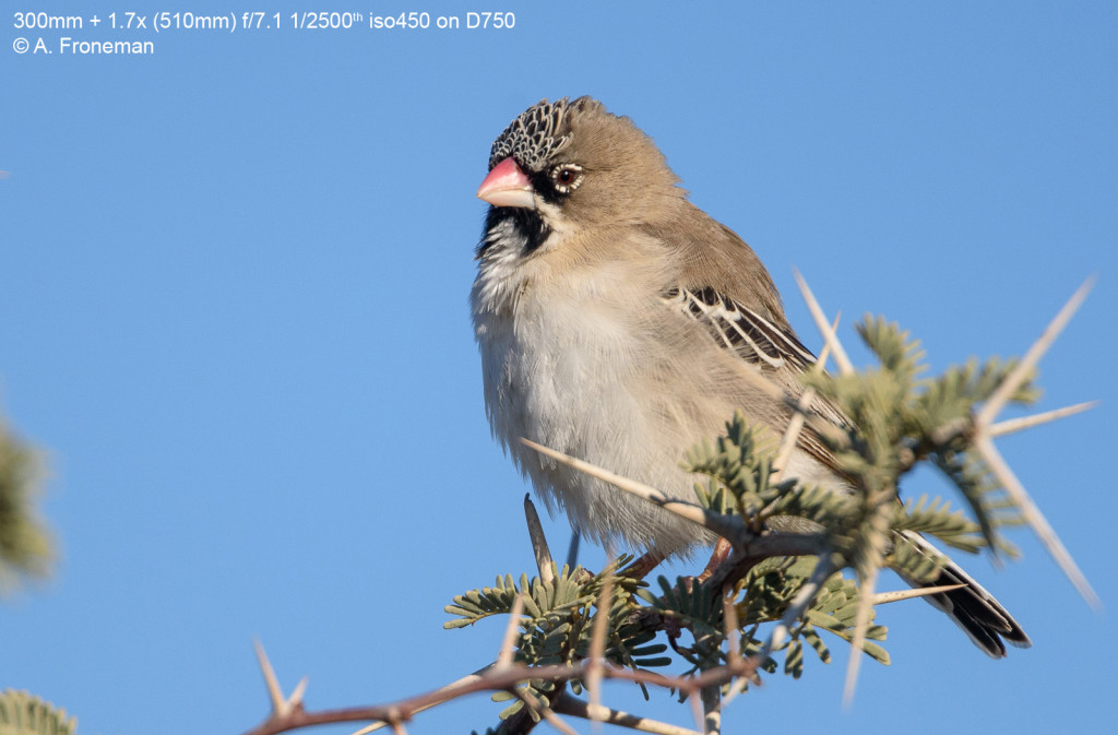 AF-S NIKKOR 300MM F/4E PF ED VR Review on Orms Connect