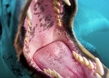 Face-to-face with a massive leopard seal on Orms Connect