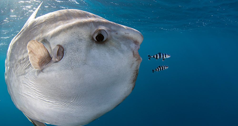 Image ©Chris Fallows | Oceans Of Life 2015 Competition by BirdLife South Africa