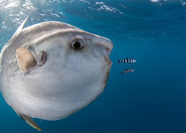 Image ©Chris Fallows | Oceans Of Life 2015 Competition by BirdLife South Africa