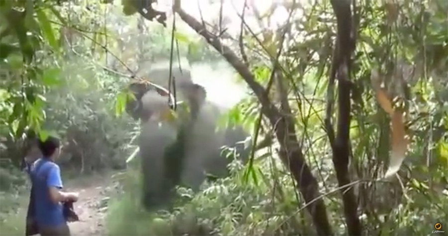 Elephant charges photographer in Forest