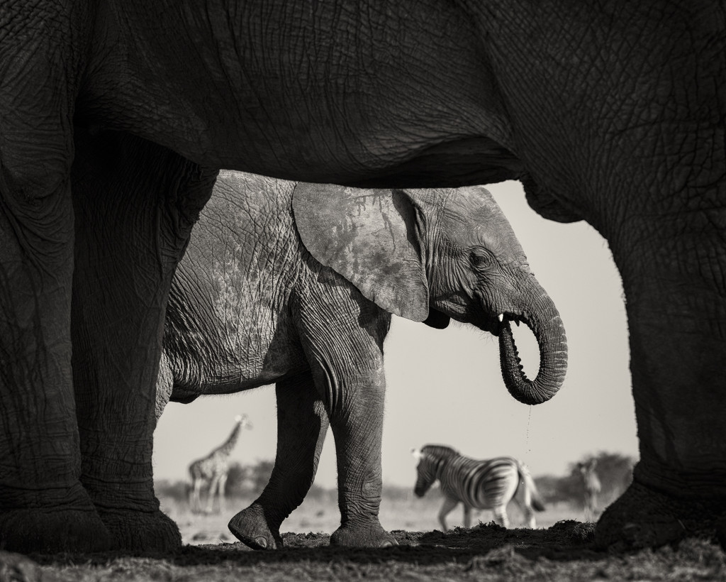 Wildlife Photographer of the Year Exhibition | Framing Everything