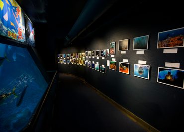 Aquarium-Exhibition-Cape-Town-02