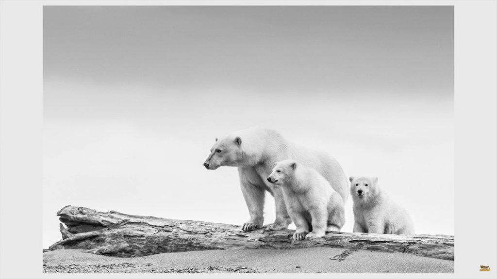 David-Yarrow-Wildlife-Photography-Interview