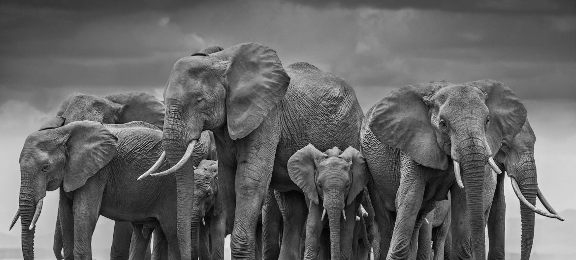 David-Yarrow-Wildlife-Photography-Interview