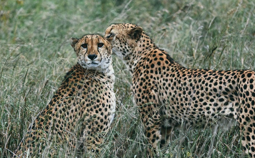 Thanda Private Game Reserve, by Melissa Delport