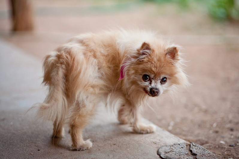 Senior Dogs Across America, by Nancy LeVine