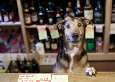 Senior Dogs Across America, by Nancy LeVine