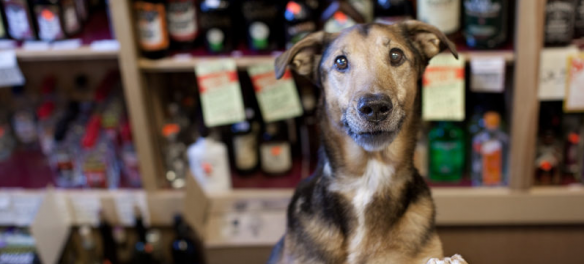 Senior Dogs Across America, by Nancy LeVine