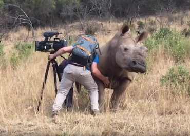 Filming Up Close and Personal with a Rhino