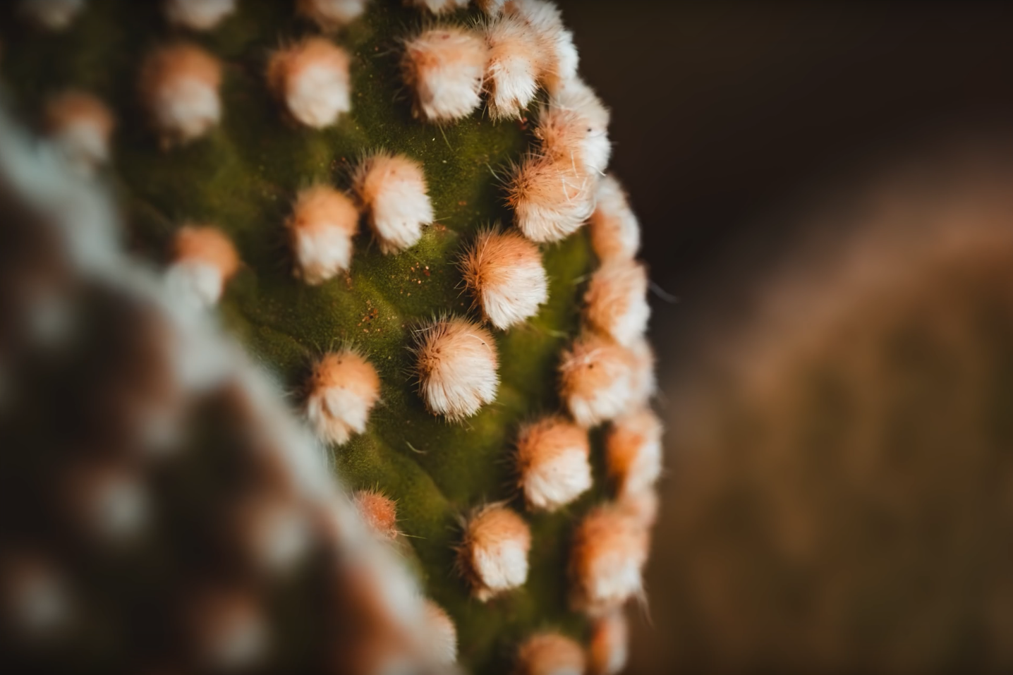 Hands on Review: Fujifilm XF 80mm f/2.8 Macro Lens