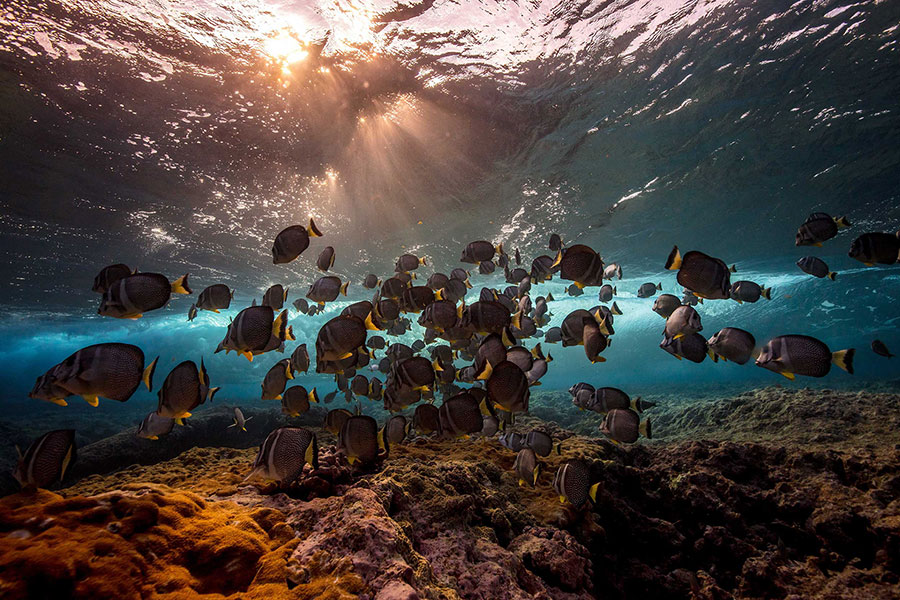 Matt-Porteous-Below-the-Breaking-Wave-Underwater-Photography-Inspiration