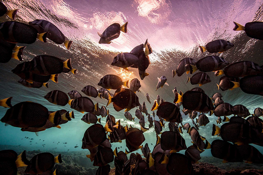 Matt-Porteous-Below-the-Breaking-Wave-Underwater-Photography-Inspiration