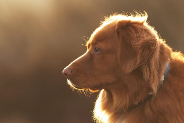 There's a lot more that goes into pet photography than simply pointing your camera at your subject, read our top tips and snap that perfect shot.