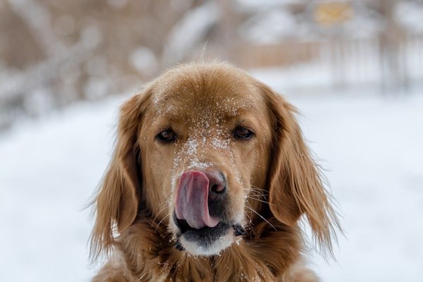 There's a lot more that goes into pet photography than simply pointing your camera at your subject, read our top tips and snap that perfect shot.