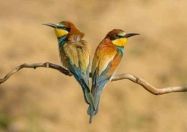 Pair of European Bee-eaters Sitting on a Branch by Julia Wainwright in Hungary