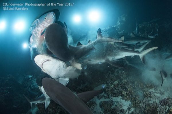 The Underwater Photographer of the Year 2019 results are in, and we're bringing you a look at this list of images shedding light on the darkest of the deep.