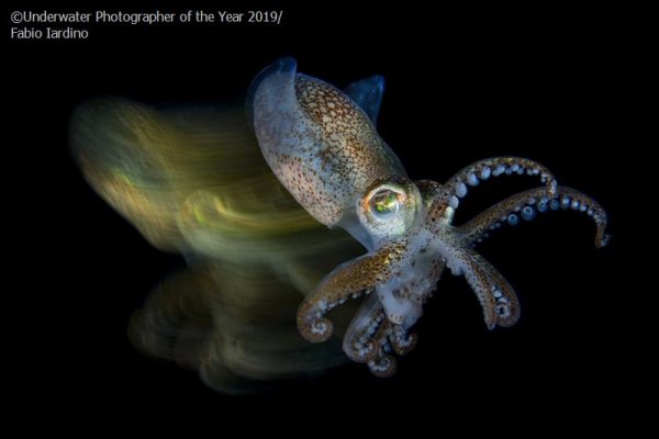 The Underwater Photographer of the Year 2019 results are in, and we're bringing you a look at this list of images shedding light on the darkest of the deep.